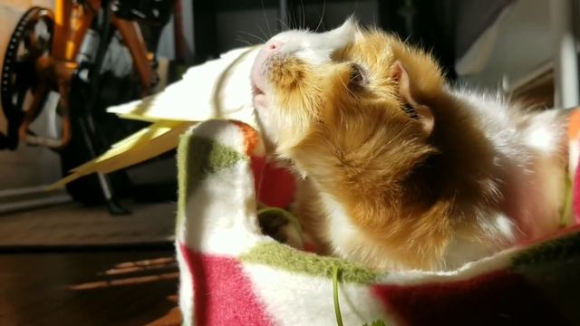 Sunbathers! смотреть онлайн