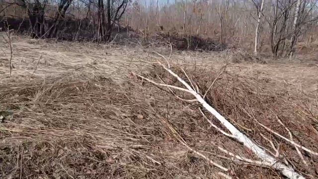 Лечение ДКМП, сердечной недостаточности у кобеля среднеазиатской овчарки. смотреть онлайн