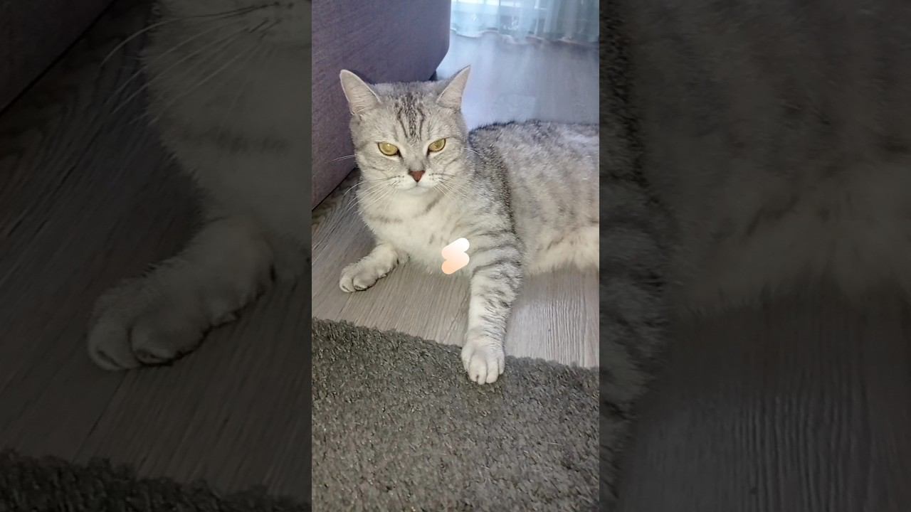 Кого ты спасешь? #shorts #коттитар #подписка #выбери #котики #лайк #котята #милота #whiskas #felix смотреть онлайн