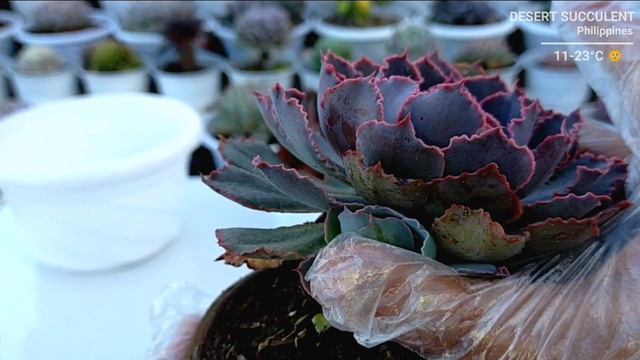 Terracotta Clay Pots For Succulents VS Plastic Pots | 다육식물 | 多肉植物 | Suculentas