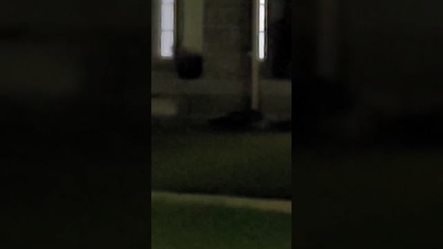 Скунс - царь зверей! смотреть онлайн