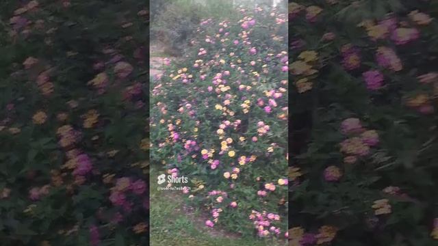 Кипр, Лимасол, куст с цветами, цветы, пальма