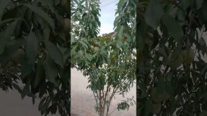 Колоновидная слива. Уход за колоновидной сливой. Сорта колоновидных слив.