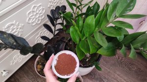 ВНЕСИ в ЗАМИОКУЛЬКАС и Он Выдаст Много Мощных Листьев, Природная Подкормка для Замиокулькаса