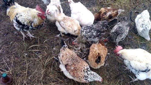 Лангорьеры, куры пожиратели смотреть онлайн