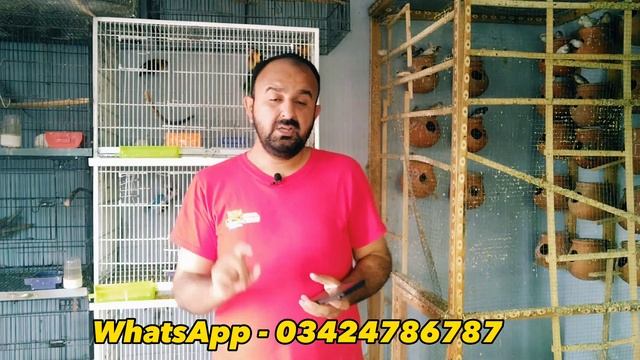 Java Sparrow Basic Information | Java Finch Complete Information | Technical Aamir смотреть онлайн