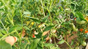 Томат -  Желто розовый бабушки Виней .