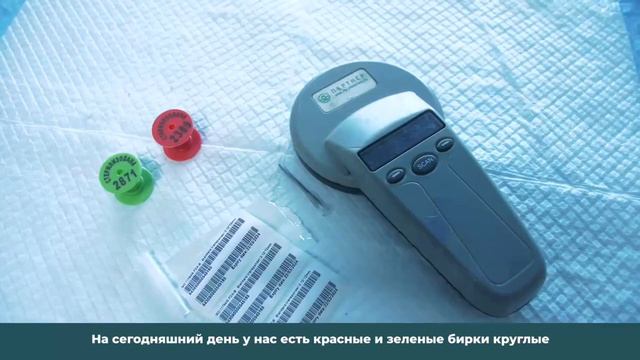 Пункт передержки животных г. Якутска смотреть онлайн