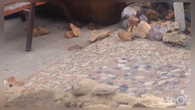 Мои забавные 🐶 Прочитай описание и узнаешь кто это девочки или мальчики смотреть онлайн