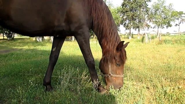 База отдыха "Политотдел" Омск | ОТМЕЧАЕМ ДЕНЬ РОЖДЕНИЯ МУЖА | ГОТОВИМ ШАШЛЫКИ | DARYA MIGAL смотреть онлайн