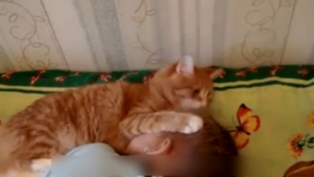 Позитивные котэ смотреть онлайн