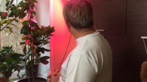 Освещение, полив лимонов и других цитрусовых.