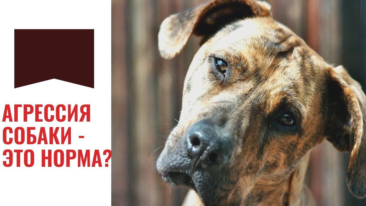 Агрессия собаки -  это норма? Андрей Курбатов и Галина Меренкова