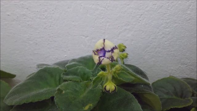 Фиалка. Пошаговое цветение фиалки Pat Tracey смотреть онлайн