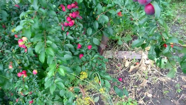 Алыча крупноплодная Генерал смотреть онлайн