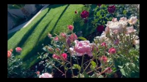 Memorial Day Rose Spring 2023