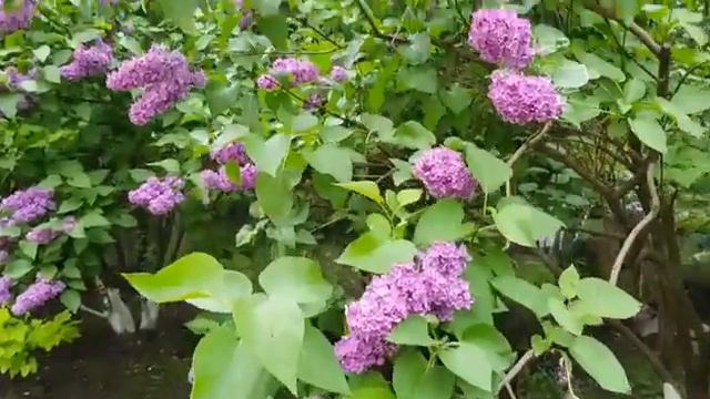 НЕЖНОСТЬ СИРЕНИ смотреть онлайн