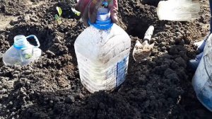 Посадка капусты в открытый грунт! Под бутылки