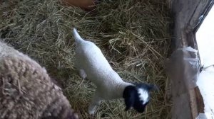 Кросс дорпера 50%, 75%, 100% ягнятам 15 дней, уже дерутся?