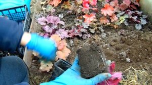 СЕЯНЦЫ ГЕЙХЕР КАК СОХРАНЯТЬ В ЗИМНИЙ ПЕРИОД .