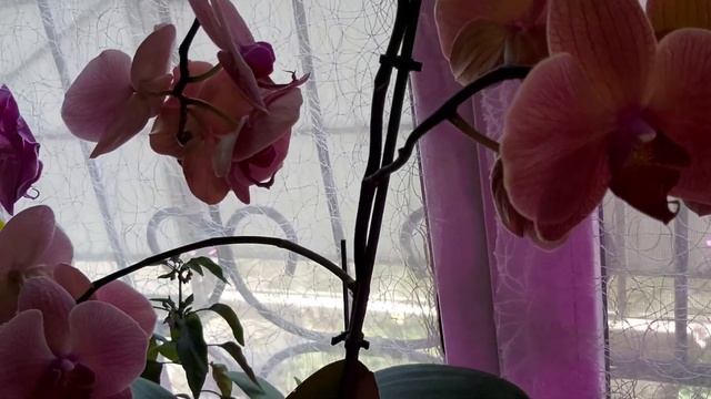 Орхидеи ДОМА цветут ПОСТОЯННО /Шикарное цветение моих ОРХИДЕЙ ? смотреть онлайн
