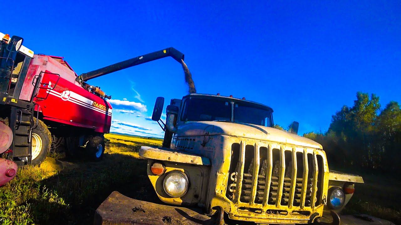 Комбайны Палессе GS-12 и Енисей 950 на уборке овса. Вывожу зерно на Урале! Продолжение ролика. смотреть онлайн