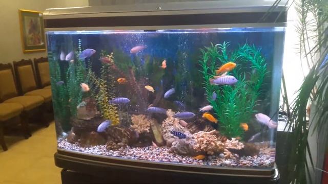 Красивый аквариум... Красивое оформление аквариума с рыбками / Beautiful aquarium смотреть онлайн