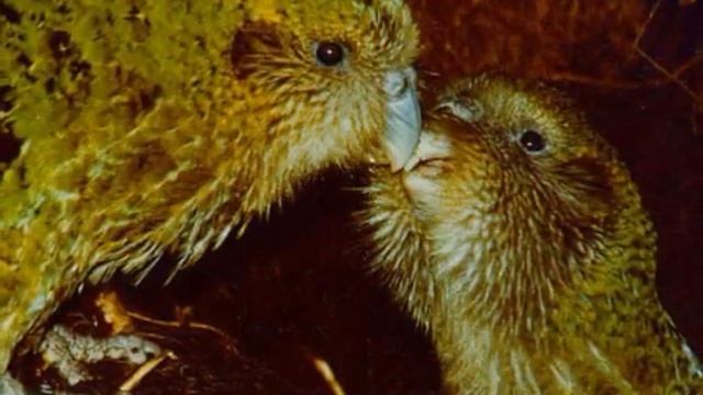 Попугай Какапо смотреть онлайн