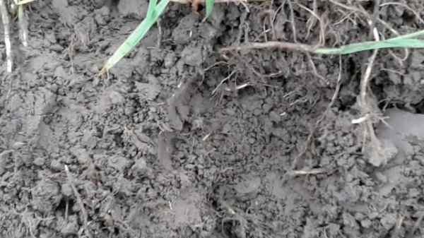 Первые находки с Сигнум MFD