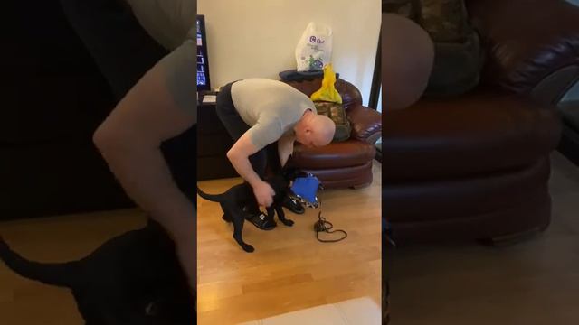 Упражнение на развитие хватки. Щенок Хердера 3 месяца. #k9 #дрессировка_собак #dog_training #knpv смотреть онлайн
