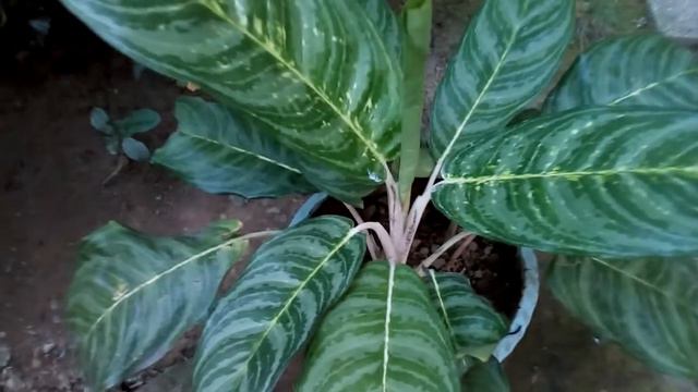 Aglaonema Brilliant Beauty смотреть онлайн