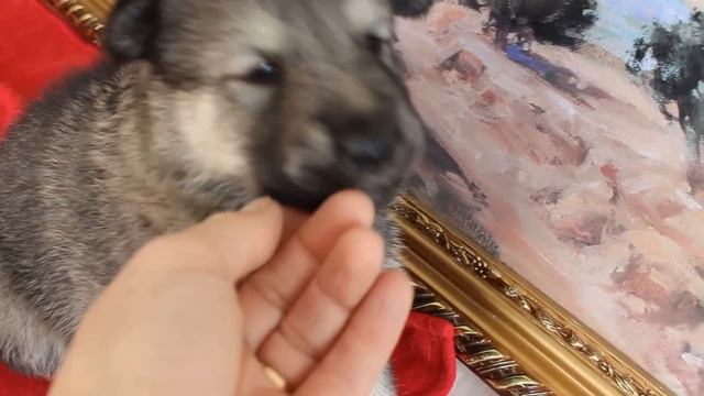 Волкособ АКБАРА 3 недели смотреть онлайн