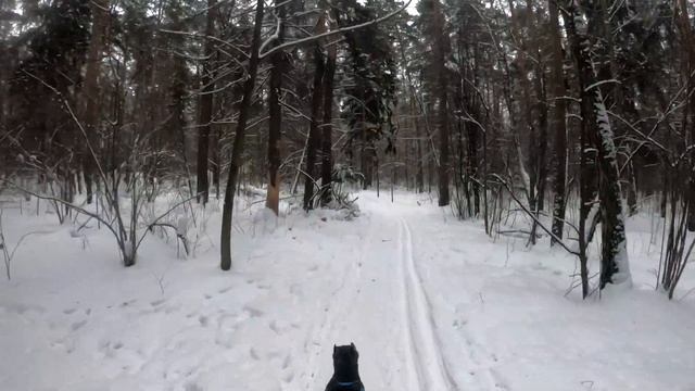 Какие документы необходимы для разведения породистой собаки на примере Кане-корсо смотреть онлайн