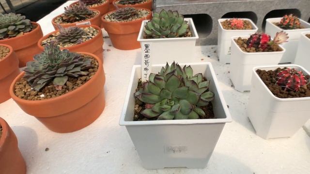 Echeveria pulidonis greenform 多肉植物圖鑑 墨西哥布丁西施 смотреть онлайн