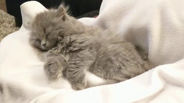 Cute kitty wants to sleep смотреть онлайн