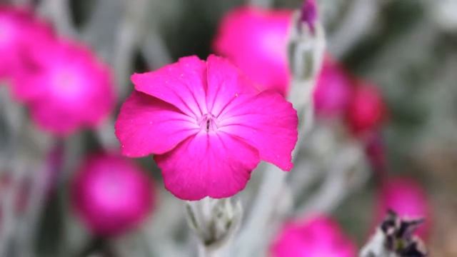 Canon EOS 1100D photography смотреть онлайн