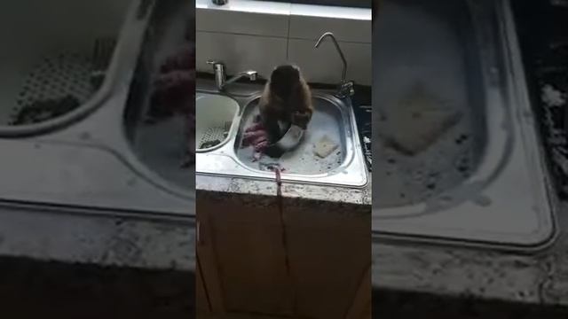 Кагда тебе лень мыть посуду смотреть онлайн