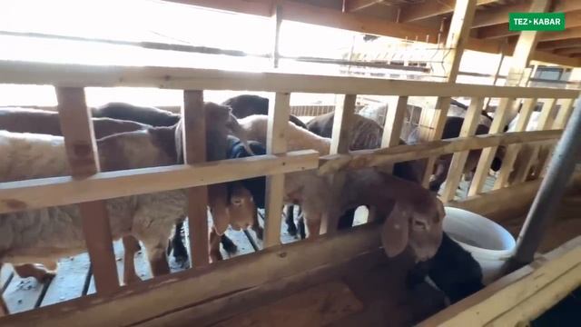 130 баш КОЗУ КОЧКОР менен ҮЙ, САРАЙ сатылат  ~  Жери 8 соток  ~  Суу, свет, отопления, септик бар