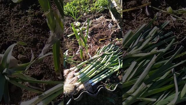 Пора убирать лук Порей. смотреть онлайн