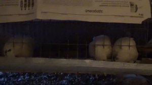 Бешеные перепёлки. Как влияет освещение на перепелов.