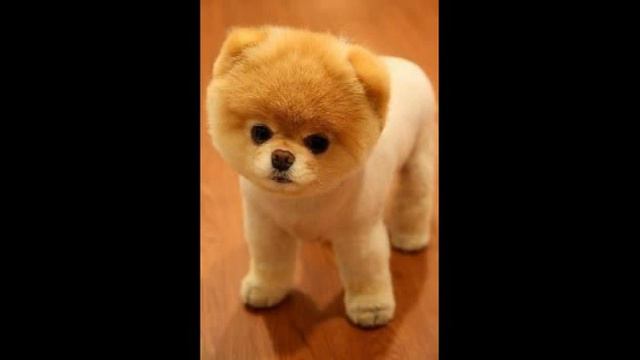 !!!Акита Ину !!!(અકીટા આઇએયુ).... смотреть онлайн