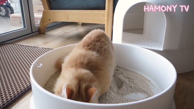 쉬고 있는 엄마 고양이와 화장실을 좋아하는 아기 고양이 | 박스에는 뭐가 있는 걸까?? | 먼치킨 숏레그 고양이 가족 - Munchkin short-legged cat famil смотреть онлайн