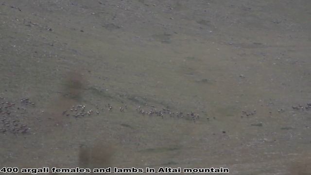 Mongolian wildlife argali sheep смотреть онлайн