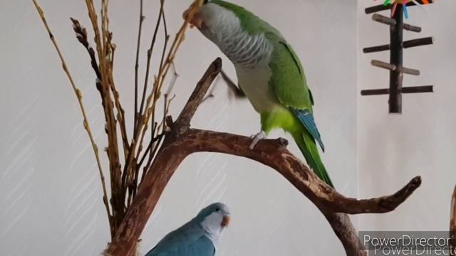 1, 2, 3, 4, 5 -- ВЫШЛА ПТИЧКА ПОГУЛЯТЬ! УЧИМ ПОПУГАЯ ГОВОРИТЬ. УРОК ДЛЯ ПОПУГАЯ. смотреть онлайн