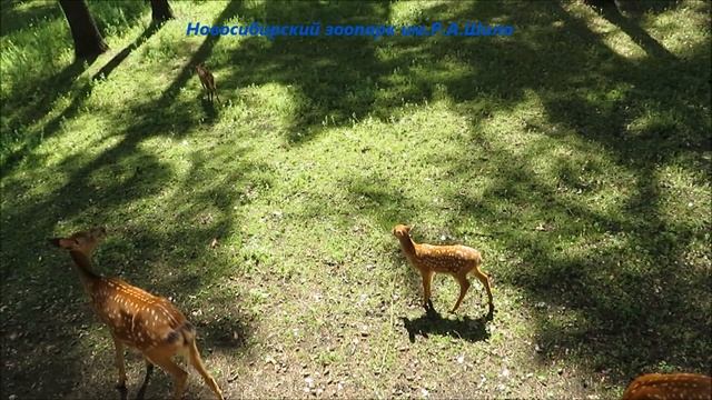 Семейство пятнистых оленей 19.07.2021 смотреть онлайн