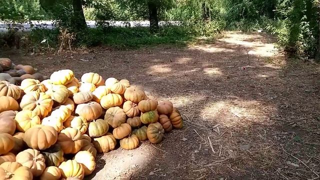Тыква по 100!урожай 2022#есик#бесағаш #тыква#урожай2022 смотреть онлайн