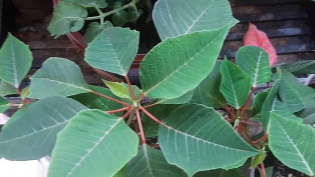 пуансеттия смотреть онлайн