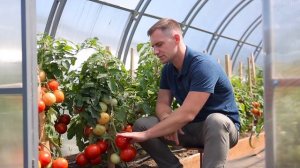 Томат Деревенский от Агрофирмы Партнер. Компактный и очень урожайный сорт. Огород на балконе.