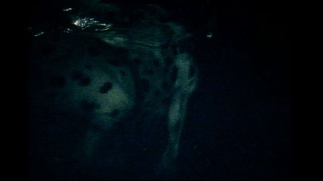 R.E.M. - Nightswimming (Official Music Video) [British Version]