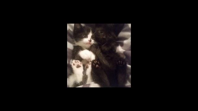 Дарьяна - Заставлял speed up смотреть онлайн